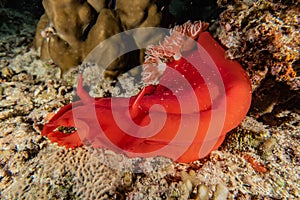 Sea slug in the Red Sea