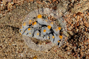 Sea slug in the Red Sea