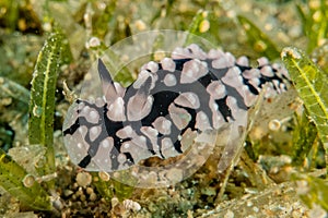 Sea slug in the Red Sea