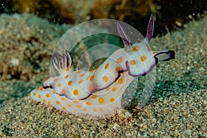 Sea slug in the Red Sea