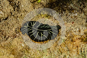 Sea slug in the Red Sea