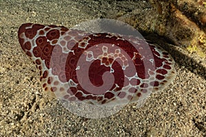 Sea slug in the Red Sea