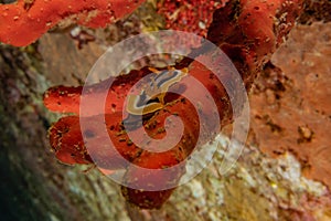 Sea slug in the Red Sea