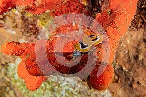 Sea slug in the Red Sea