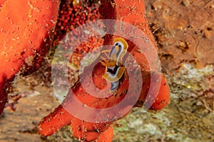Sea slug in the Red Sea
