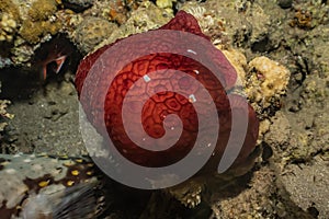 Sea slug in the Red Sea, Eilat Israel