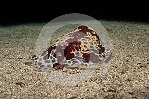 Sea slug in the Red Sea, Eilat Israel