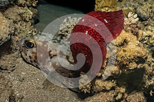 Sea slug in the Red Sea, Eilat Israel