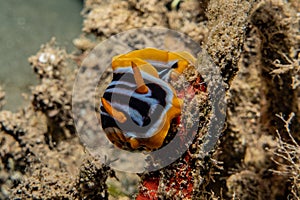 Sea slug in the Red Sea, Eilat Israel