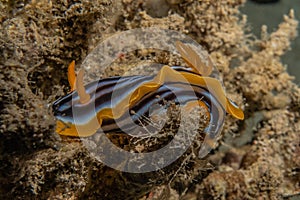 Sea slug in the Red Sea, Eilat Israel