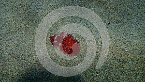 Sea slug redbrown nudibranch or redbrown leathery doris Platydoris argo undersea, Aegean Sea.
