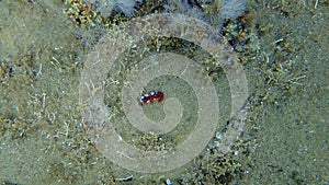 Sea slug redbrown nudibranch or redbrown leathery doris Platydoris argo undersea, Aegean Sea.