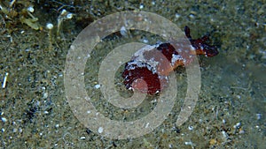 Sea slug redbrown nudibranch or redbrown leathery doris Platydoris argo undersea, Aegean Sea.