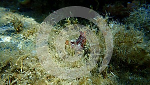 Sea slug redbrown nudibranch or redbrown leathery doris Platydoris argo undersea, Aegean Sea.