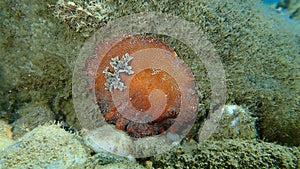 Sea slug redbrown nudibranch or redbrown leathery doris Platydoris argo undersea, Aegean Sea, Greece.
