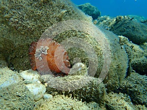 Sea slug redbrown nudibranch or redbrown leathery doris Platydoris argo undersea, Aegean Sea, Greece.