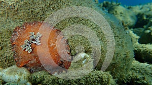 Sea slug redbrown nudibranch or redbrown leathery doris Platydoris argo undersea, Aegean Sea, Greece.