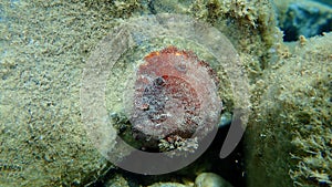 Sea slug redbrown nudibranch or redbrown leathery doris Platydoris argo undersea, Aegean Sea, Greece.