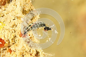 Sea slug Thuridilla cf ratna