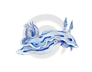 Sea slug watercolor painted image. Hand drawn tropical coral reef mollusk. Blue underwater ocean slug isolated on white background