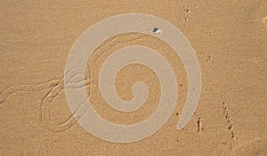 Sea slugs make patterns in the sand