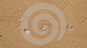 Sea slugs make patterns in the sand