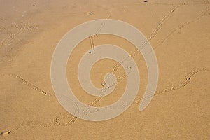 Sea slugs make patterns in the sand