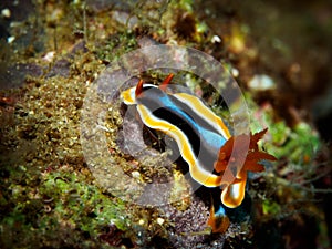 Sea slugs - Nudibranch