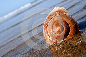 Sea Snail