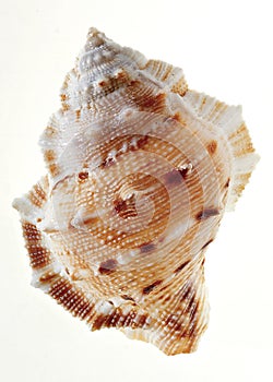 Sea Snail