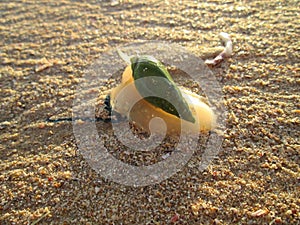 A Sea Snail Attacking A Bluebottle Jellyfish.