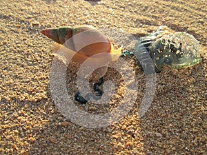 A Sea Snail Attacking A Bluebottle Jellyfish.