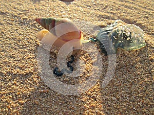 A Sea Snail Attacking A Bluebottle Jellyfish.