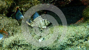 Sea snail banded dye-murex (Hexaplex trunculus) eating rayed pearl oyster (Pinctada radiata) undersea photo