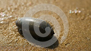 A sea snail on the beach of Arabian Sea