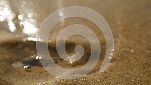 A sea snail on the beach of Arabian Sea