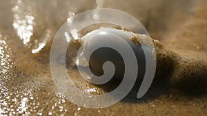 A sea snail on the beach of Arabian Sea