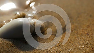 A sea snail on the beach of Arabian Sea