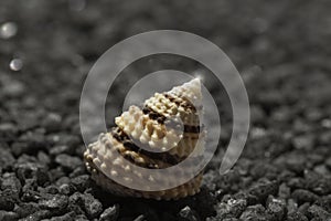 Sea snail on black granite pebble