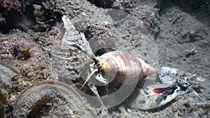 Sea snail Conus ferrugineus hanting in the night in Indonesia