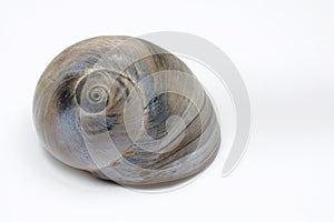 Sea snail, isolated on white background