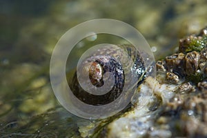 Sea snail macro