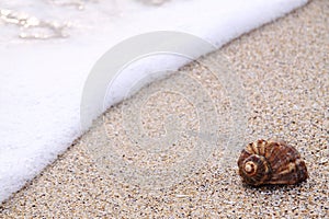 Sea Snail