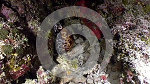 Sea snail Porcelaines Cowries close up underwater on seabed White Sea.