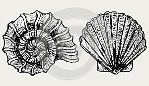 Sea snail and scallop shell