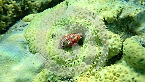 Sea snail Septa marerubrum and rubber coral or rubbery zoanthid (Palythoa tuberculosa) undersea, Red Sea