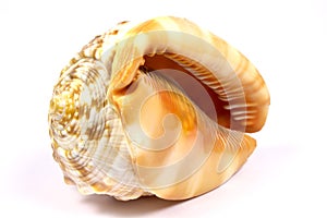 Sea snail shell