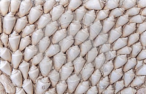 Sea snail shell in cement house wall like background decoration