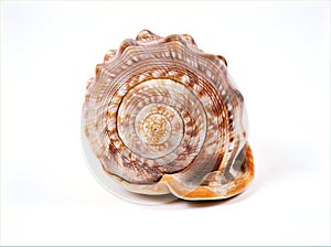 Sea snail shell Cypraecassis rufa animal ,mollusca isolated on white background ,wild animal