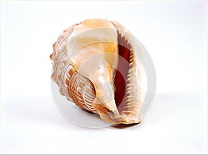 Sea snail shell Cypraecassis rufa animal ,mollusca isolated on white background ,wild animal